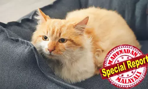 തന്റെ മരണശേഷം പൂച്ചയെ നോക്കാന്‍ ആളെ വേണം; പൂച്ചയ്ക്ക് നല്ല ഭക്ഷണം, ചികിത്സ, ഭദ്രതയുള്ള വാസസ്ഥലവും നല്‍കുന്നയാള്‍ക്ക് സ്വന്തം ആസ്തിയും സമ്പാദ്യവും മുഴുവന്‍ നല്‍കാന്‍ തയ്യാറായി 82-കാരന്‍; ചൈനയിലെ ഗ്വാങ്ഡോങില്‍ താമസിക്കുന്ന ലോങിന്റേതാണ് തീരുമാനം