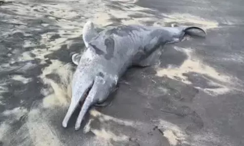 മത്സ്യത്തൊഴിലാളികളുടെ മൂക്കിൽ രൂക്ഷ ഗന്ധം തുളഞ്ഞു കയറി; പരിശോധനയിൽ കണ്ടത് ഡോൾഫിന്‍റെ ജഡം; കാഴ്ച കാണാൻ ഓടിയെത്തി ആളുകൾ; സംഭവം അഴീക്കൽ ഹാർബറിൽ