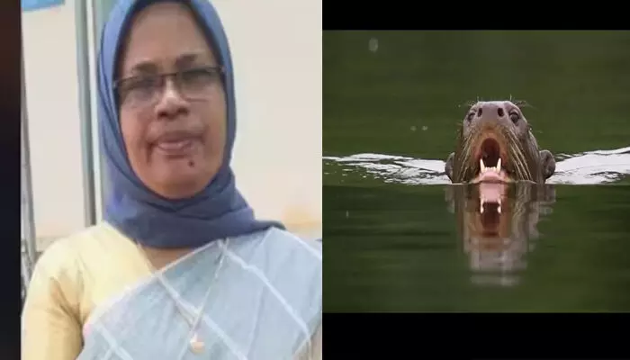 ആറ്റിൽ തുണി കഴുകുന്നതിനിടെ നീർനായയുടെ ആക്രമണം; കടിയേറ്റ വീട്ടമ്മ കുഴഞ്ഞു വീണ് മരിച്ചു; സംഭവം കോട്ടയത്ത്