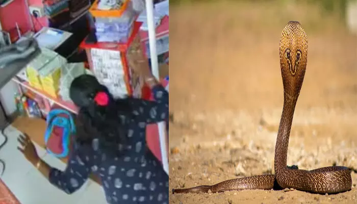 അതിഥിയെ കണ്ടതും കട മുഴുവൻ പൊളിച്ചടുക്കി; നാട്ടുകാർ ഓടിയെത്തി നോക്കിയിട്ടും നോ ഫലം; തുണിക്കടയിൽ തലവേദനയായി ഒരു പാമ്പ്; എല്ലാവരും രക്ഷപ്പെട്ടത് തലനാരിഴയ്ക്ക്