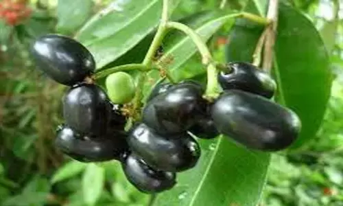 ഞാവല്‍പ്പഴമെന്ന് കരുതി വിഷക്കായ കഴിച്ചു; താമരശ്ശേരിയില്‍ നാല് സ്‌കൂള്‍ വിദ്യര്‍ത്ഥികള്‍ ആശുപത്രിയില്‍