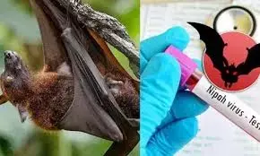 നിപ്പ മരണം: കേന്ദ്രസംഘം കേരളത്തിലേക്ക്; എത്തുന്നത് നാഷണല്‍ ഔട്ട്ബ്രേക്ക് റെസ്പോണ്‍സ് ടീം