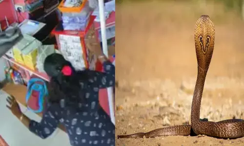 അതിഥിയെ കണ്ടതും കട മുഴുവൻ പൊളിച്ചടുക്കി; നാട്ടുകാർ ഓടിയെത്തി നോക്കിയിട്ടും നോ ഫലം; തുണിക്കടയിൽ തലവേദനയായി ഒരു പാമ്പ്; എല്ലാവരും രക്ഷപ്പെട്ടത് തലനാരിഴയ്ക്ക്