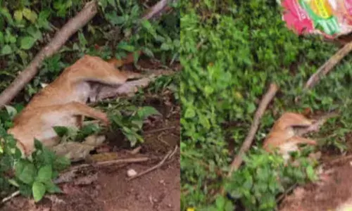 മൂന്ന് വയസ്സുകാരിയുടെ മുഖത്ത് കടിച്ച തെരുവ് നായയെ നാട്ടുകാർ അടിച്ച് കൊന്നു; പരിക്കേറ്റ കുട്ടിയെ ആശുപത്രിയിൽ പ്രവേശിപ്പിച്ചു; സംഭവം കൊല്ലത്ത്