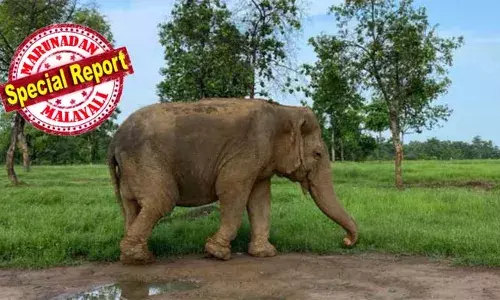 നിലമ്പൂരില്‍ നിന്നും മധ്യപ്രദേശിലെ കടുവാ സങ്കേതത്തിലേക്കെത്തിയത് 1971 ല്‍; സങ്കേതത്തിലെ നേതാവായി വനത്തിന്റെ കാവലാളായി പിന്നിട്ടത് നൂറ്റാണ്ടുകള്‍; നൂറു വയസ്സ് പിന്നിട്ട ഏഷ്യയിലെ തന്നെ ഏക ആന; ഏഷ്യയുടെ ആനമുത്തശ്ശി വത്സല ഓര്‍മ്മയായി