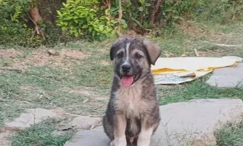 അര്‍ദ്ധരാത്രിയില്‍ ഉച്ചത്തില്‍ കുരച്ച് വീട്ടുകാരെ ഉണര്‍ത്തി;  20 കുടുംബങ്ങളില്‍ നിന്നുള്ള 67 പേരുടെ ജീവന്‍ രക്ഷിച്ച് റോക്കി: ഹിമാചല്‍ പ്രദേശിന്റെ മനം കവര്‍ന്ന് ഒരു കുഞ്ഞ് നായ