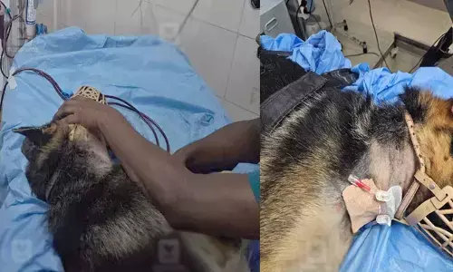 വീട്ടിലേക്ക് കയറാന്‍ ശ്രമിച്ച അണലിയെ കടിച്ചു കുടഞ്ഞു; പൊരിഞ്ഞ പോരാട്ടത്തിനിടയില്‍ ജാന്‍സിക്ക് അണലിയുടെ കടിയേറ്റു: ഹീമോ ഡയാലിസിസിലൂടെ നായക്ക് പുതുജന്മം