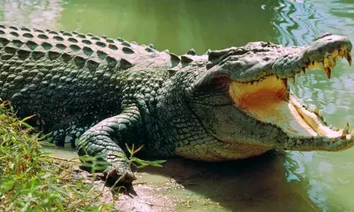 മധ്യപ്രദേശില്‍ യുവതിയെ മുതല കടിച്ചുകൊന്നു; നദിക്കരയില്‍ ഇരിക്കുന്നതിനിടെ യുവതിയെ കാലില്‍ കടിച്ചു വലിച്ചു കൊണ്ടുപോയി