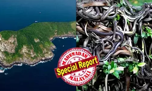 106 ഏക്കര്‍ വിസ്തൃതിയില്‍ സ്ഥിതി ചെയ്യുന്ന പാറക്കെട്ടുളുള്ള ദ്വീപ്; ഒരു ചതുരശ്ര മീറ്ററിന് ഒന്ന് എന്ന വിധത്തില്‍ 4,000 അണലികള്‍; കൊടിയ വിഷമുള്ള മറ്റു പാമ്പുകളും; ശരിക്കുമൊരു സ്‌നേക്ക് കിംഗ്ഡം! പാമ്പുകള്‍ക്ക് മാത്രമായുള്ള ബ്രസീലിലെ സ്‌നേക്ക് ഐലന്‍ഡിന്റെ കഥ