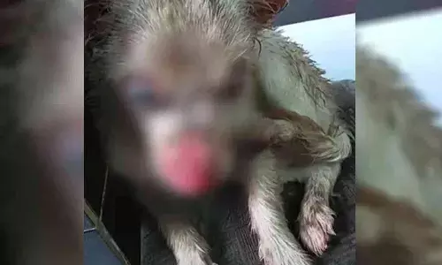 എറണാകുളത്ത് വളര്‍ത്തുനായ്ക്ക് നേരെ രാസലായിനി ആക്രമണം; കിഡ്‌നിയ്ക്ക് ഉള്‍പ്പെടെ ആന്തരിക അവയവങ്ങളെ ബാധിച്ചു; കാഴ്ചയും നഷ്ടമായി; കൊടുംക്രൂരത നാലുമാസം പ്രായമുള്ള നായയോട്