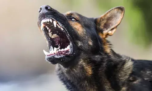 പതിനൊന്ന് വര്‍ഷത്തിനിടെ സംസ്ഥാനത്ത് പേ വിഷബാധയേറ്റ് മരിച്ചത് 160 പേര്‍; നായയുട കടിയേറ്റത് 22.52 ലക്ഷം പേര്‍ക്ക്: കഴിഞ്ഞ നാലു വര്‍ഷത്തിനിടെ പ്രതിരോധ കുത്തിവെയ്പ്പ് എടുത്തിട്ടും മരിച്ചത് 23 പേര്‍