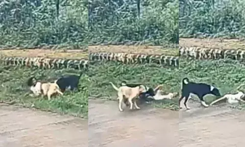 ആറു വയസുകാരിയെ കാലില്‍ കടിച്ച് വലിച്ചിഴച്ച് തെരുവുനായ്ക്കള്‍