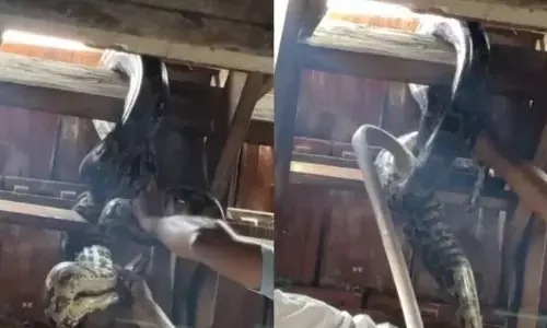 ഓട് നിലത്ത് വീഴുന്ന ശബ്ദം കേട്ട് നോക്കിയപ്പോൾ വീട്ടുകാർ ഞെട്ടി; കഴുക്കോലിൽ കൂറ്റൻ പെരുമ്പാമ്പ്; പിടികൂടിയത് ഏറെ പണിപ്പെട്ട്