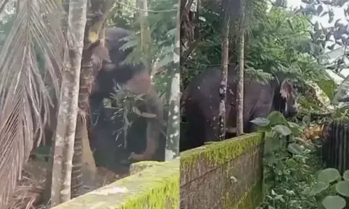 നടുറോഡിലൂടെ കുട്ടികൃഷ്ണന്റെ വരവ് കണ്ട് നാട്ടുകാർ കുതറിയോടി; അര കിലോമീറ്ററോളം പരിഭ്രാന്തി; തളയ്ക്കാൻ പരക്കം പാഞ്ഞ് പപ്പാൻമാർ; ഒടുവിൽ സംഭവിച്ചത്