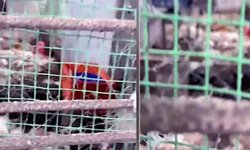 കട തുറന്നതും വേദനിപ്പിക്കുന്ന കാഴ്ച; മുന്നോറോളം കോഴികളെ കടിച്ചു കൊന്ന നിലയിൽ; വനംവകുപ്പ് അടക്കം സ്ഥലത്തെത്തി പരിശോധന നടത്തി; സംഭവം തൃത്താലയിൽ