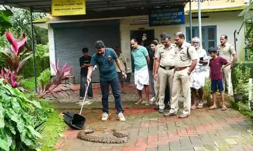 ഏമാനെ രക്ഷിക്കണേ? കയറില്‍ കുടുങ്ങി പരിക്കേറ്റ പെരുമ്പാമ്പ് ഇഴഞ്ഞെത്തിയത് മൃഗസംരക്ഷണ കേന്ദ്രം ഓഫീസില്‍; പിടികൂടി വനത്തില്‍ വിട്ടയച്ചു