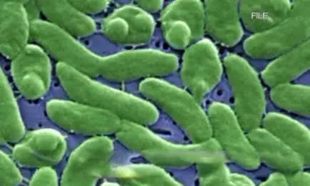 ഫ്‌ലോറിഡയില്‍ മാംസം ഭക്ഷിക്കുന്ന ബാക്ടീരിയ ബാധിച്ച് നാല് മരണം