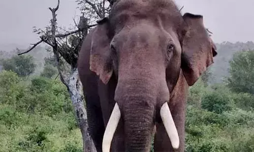 പന്തല്ലൂരില്‍ കാട്ടാന ആക്രമണത്തില്‍ തോട്ടം തൊഴിലാളി കൊല്ലപ്പെട്ടു; മരിച്ചത് നീലഗിരി ടാന്‍ ടീ എസ്റ്റേറ്റ് തൊഴിലാളി ഉദയസൂര്യന്‍