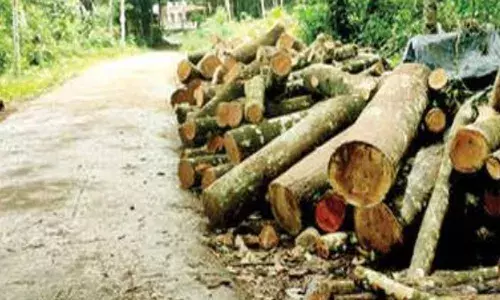 മുൻപിലൊരു ഉദാഹരണം ഉണ്ടെങ്കിലും പഠിക്കില്ല..; വെട്ടൂരിൽ റോഡിൽ തടികളിറക്കുന്നത് വ്യാപകമാകുന്നു; നാട്ടുകാർ പരാതിപ്പെട്ടിട്ടും മൗനം പാലിച്ച് അധികൃതർ