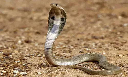 വീടിന് മുന്നിൽ കളിച്ചുകൊണ്ടിരിക്കെ കയ്യിൽ മൂർഖൻ പാമ്പ് ചുറ്റി; ഒരു വയസ്സുകാരൻ പാമ്പിനെ കടിച്ചു കൊന്നു