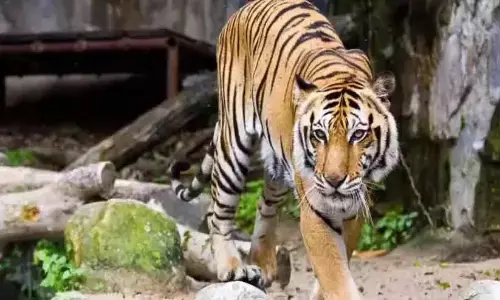 തിരുവനന്തപുരം മൃഗശാലയില്‍ കടുവ ജീവനക്കാരനെ ആക്രമിച്ചു; ആക്രമണം വെള്ളം നല്‍കുന്നതിനിടെ