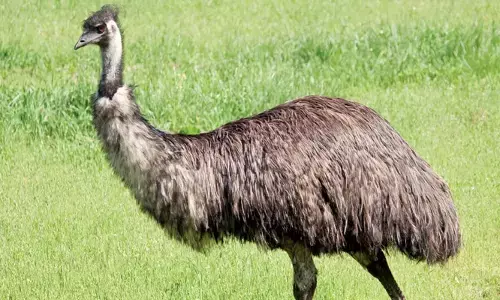 കൂട്ടിലാക്കാൻ ശ്രമിക്കവെ കുഴഞ്ഞുവീണു; മൃഗശാലയിലെ യമു പക്ഷി ചത്തു; ഹൃദയാഘാതമെന്ന് അധികൃതർ