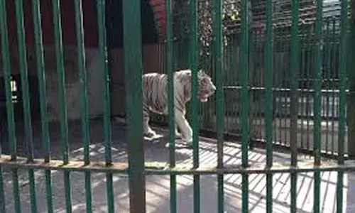 മൃഗശാലാജീവനക്കാരനെ കടുവ മാന്തി; നെറ്റിയില്‍ ആറ് തുന്നല്‍