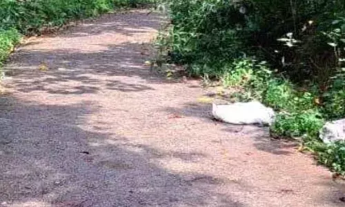 റോഡിന് സമീപം മൂക്കിൽ തുളയുന്നത് മനംമടുത്തുന്ന രൂക്ഷ ഗന്ധം; മഴയത്ത് ആകെ ചീഞ്ഞു കിടക്കുന്ന അവസ്ഥ; ക്യാമറ സ്ഥാപിക്കണമെന്ന ആവശ്യവും ശക്തം; പൊറുതിമുട്ടി മണക്കാല നിവാസികൾ