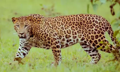 കാസര്‍കോട് വീട്ടുമുറ്റത്ത് കെട്ടിയിട്ട നായയെ പുലി കടിച്ചുകൊന്നതായി സംശയം; നാട്ടുകാര്‍ ജാഗ്രതയില്‍