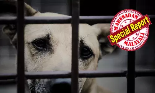 രാത്രി സഞ്ചാരത്തിനിറങ്ങുന്ന ബസുകൾ കാണുമ്പോൾ കണ്ണ് നിറയും; കുറെ ഓമനത്തമുള്ള കുഞ്ഞു മുഖങ്ങൾ; ചിലത് പാതിവഴിയിൽ ജീവനറ്റ് വീഴുന്ന കാഴ്ച; വളർത്തുമൃഗങ്ങളെ അനധികൃതമായി കടത്തുന്നുവെന്ന് പരാതി; ഈ സാധുക്കളെ ഇനിയാര് രക്ഷിക്കും?