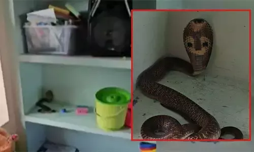 കളിപ്പാട്ടം മാറ്റുന്നതിനിടെ ഷെൽഫിലെ അതിഥിയെ കണ്ട് ഞെട്ടി അധ്യാപിക; കടിയേല്‍ക്കാതെ രക്ഷപ്പെട്ടത് തലനാരിഴക്ക്; അങ്കണവാടിക്കുള്ളിൽ നിന്ന് മൂർ‌ഖൻ പാമ്പിനെ പിടികൂടി വനം വകുപ്പ്