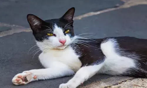 പൂച്ചയെ കൊന്ന് കഷ്ണങ്ങളാക്കി; ദൃശ്യങ്ങള്‍ സമൂഹമാധ്യമത്തിലൂടെ പ്രചരിപ്പിച്ചു: യുവാവിനെതിരെ കേസ്