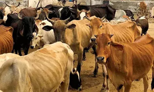 മൃഗക്ഷേമ മന്ത്രാലയത്തില്‍ നിയമനം നടത്താതെ കേന്ദ്രസര്‍ക്കാര്‍; 61 ശതമാനം ഒഴിഞ്ഞു കിടക്കുകയാണെന്ന് കേന്ദ്രമന്ത്രി