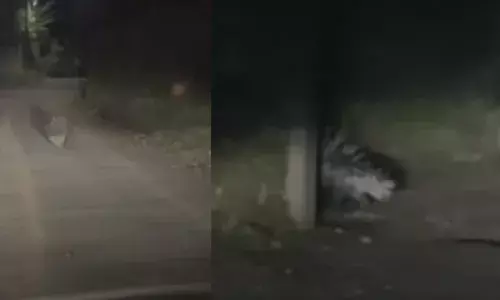 രാത്രി റോഡിന് കുറുകെ ചാടി; വെളിച്ചം കണ്ടതോടെ ഒറ്റയോട്ടം; തിരുവല്ല നഗരത്തിൽ പരിഭ്രാന്തി പരത്തി മുള്ളൻ പന്നി; ഒടുവിൽ സംഭവിച്ചത്
