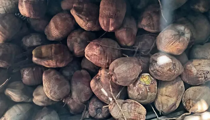 75ല് നിന്നും 61 രൂപയിലേക്ക് ഇടിഞ്ഞ് തേങ്ങ വില; വെളിച്ചെണ്ണ വിലയിലും ഇടിവ് 75ല് നിന്നും 61 രൂപയിലേക്ക് ഇടിഞ്ഞ് തേങ്ങ വില; വെളിച്ചെണ്ണ വിലയിലും ഇടിവ്