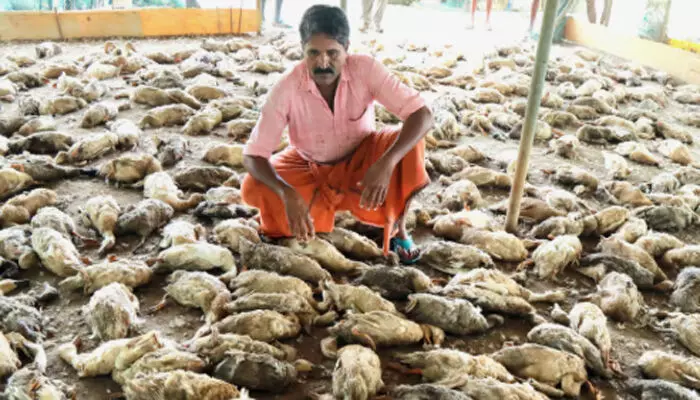 ഫാമിൽ കയറി വിളയാട്ടം; ചെന്നിത്തലയിൽ അഞ്ഞൂറിലധികം താറാവുകളെ തെരുവുനായ്ക്കൾ കടിച്ച് കൊന്നു; കടുത്ത നിരാശയിൽ കർഷകൻ