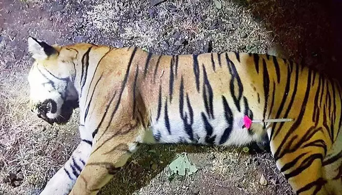 ഭദ്ര കടുവ സങ്കേതത്തില് പെണ്കടുവ ചത്ത നിലയില്; അന്വേഷണത്തിന് വനംവകുപ്പ് ഭദ്ര കടുവ സങ്കേതത്തില് പെണ്കടുവ ചത്ത നിലയില്; അന്വേഷണത്തിന് വനംവകുപ്പ്