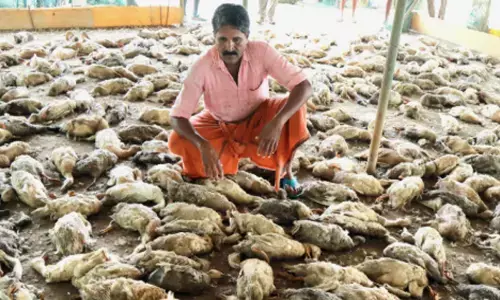 ഫാമിൽ കയറി വിളയാട്ടം; ചെന്നിത്തലയിൽ അഞ്ഞൂറിലധികം താറാവുകളെ തെരുവുനായ്ക്കൾ കടിച്ച് കൊന്നു; കടുത്ത നിരാശയിൽ കർഷകൻ