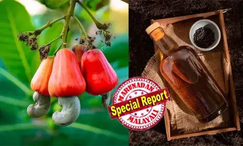 കപ്പയിലൂടെ മദ്യം ഉല്‍പ്പാദിപ്പിക്കുന്ന പദ്ധതി ഉപേക്ഷിച്ചതോടെ ആവിയായത് കോടികള്‍; മദ്യം ഉത്പാദിപ്പിക്കാന്‍ ചുമതലപ്പെടുത്തിയ ഡിസ്റ്റിലറിയും പൂട്ടി; ഇനി കശുമാങ്ങ വാറ്റാമെന്ന് കണ്‍സ്യൂമര്‍ഫെഡ്; പഴം സംസ്‌കരിച്ചെടുത്താണു ഫെനി മാതൃകയിലുള്ള മദ്യം നിര്‍മിക്കുക സഹകരണ സംഘങ്ങള്‍ വഴി