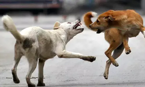 കോഴിക്കോട് നാദാപുരത്ത് തെരുവുനായ ആക്രമണം; കെഎസ്ഇബി ലൈൻമാൻ അടക്കം നിരവധി പേര്‍ക്ക് കടിയേറ്റു; തലയിൽ കൈവച്ച് നാട്ടുകാർ