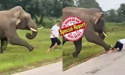 അയ്യോ..മത്തായി ദാ വരുന്നേ..; ബന്ദിപൂർ ദേശീയപാതയിൽ കാടിറങ്ങി കൊമ്പന്റെ വിളയാട്ടം; കാഴ്ചകൾ ഫോണിൽ പകർത്തി നിന്ന് സഞ്ചാരികൾ; പെടുന്നനെ ഒരു കാറിന്റെ കടന്നുപോക്ക്; കലിപൂണ്ട കാട്ടാന ചെയ്തത്; ആളുകൾ നിലവിളിച്ചോടി; റോഡിൽ നെഞ്ചടിച്ച് വീണ ടൂറിസ്റ്റിന് സംഭവിച്ചത്; ഞെട്ടിപ്പിക്കുന്ന ദൃശ്യങ്ങൾ പുറത്ത്
