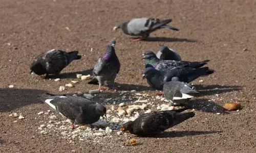 കാറിന് മുകളിൽ പ്രാവുകൾക്ക് തീറ്റ നൽകി; മുംബൈയിൽ 51കാരനെതിരെ കേസെടുത്ത് പോലീസ്; വാഹനം പിടിച്ചെടുത്തു