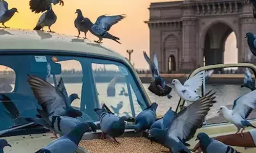 മുംബൈയില്‍ കാറിന് മുകളില്‍വച്ച് പ്രാവുകള്‍ക്ക് തീറ്റകൊടുത്തയാള്‍ അറസ്റ്റില്‍