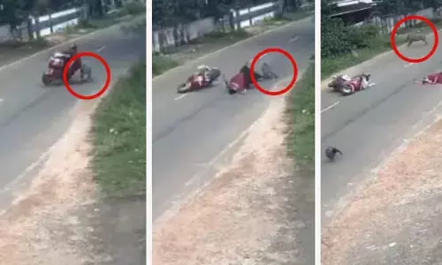 പട്ടാപ്പകല്‍ സ്‌കൂട്ടിയില്‍ സഞ്ചരിക്കവെ കാട്ടുപന്നിക്കൂട്ടം ഇടിച്ചിട്ടു; തെറിച്ച് വീണ് യുവതിക്ക് പരിക്ക്