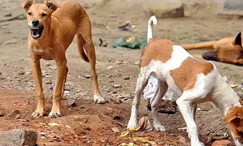കുഞ്ഞുങ്ങളെ ബലികൊടുക്കാനാവില്ല; ഡല്‍ഹിയിലെ മുഴുവന്‍ തെരുവുനായകളെയും പിടികൂടി കൂട്ടിലടയ്ക്കാന്‍ ഉത്തരവിട്ട് സുപ്രീംകോടതി
