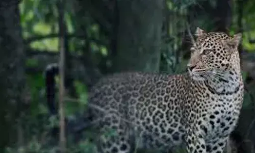 റോഡിനു കുറുകെ ചാടിയ പുള്ളിപ്പുലിയെ ഇടിച്ച് ബൈക്ക് മറിഞ്ഞ് യുവാവിന് പരിക്ക്; രക്ഷിച്ചത് പിന്നാലെ എത്തിയ കാര്‍ യാത്രികര്‍