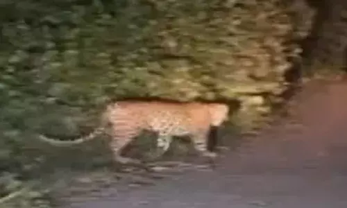 പുലർച്ചെ കാട്ടിൽ നിന്ന് ഒരു അനക്കം; പെട്ടെന്ന് ബൈക്കിന് മുന്നിൽ ചാടിയത് പുള്ളിപ്പുലി; യുവാവിനെ രക്ഷപ്പെടുത്തിയത് കാർ യാത്രികർ; ഞെട്ടിപ്പിക്കുന്ന സംഭവം പെരിന്തൽമണ്ണയിൽ