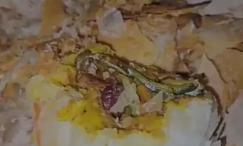 ബേക്കറിയിൽ നിന്ന് വാങ്ങിയ പഫ്സിനുള്ളിൽ പാമ്പിനെ കണ്ടെത്തി; കേസെടുത്ത് പോലീസ്