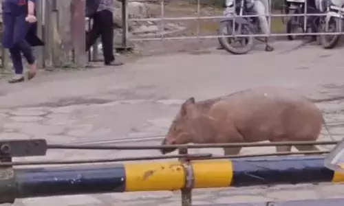 രാജാവിന് എന്ത് ക്യു..; റെയിൽവേ ഗേറ്റ് അടച്ചതും ട്രാക്കിലേക്ക് ഓടിക്കയറി അതിഥി; ഏറെ നേരെത്തെ പരിഭ്രാന്തിക്കൊടുവിൽ സംഭവിച്ചത്