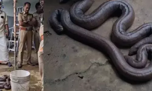 വിലയെച്ചൊല്ലിയുള്ള തർക്കത്തെ തുടർന്ന് അടിപിടി; ചോദ്യം ചെയ്യലിൽ പുറത്ത് വന്നത് ഞെട്ടിക്കുന്ന വിവരം; രഹസ്യ അറയിൽ നിന്നും കണ്ടെത്തിയത് ലക്ഷങ്ങൾ വിലമവരുന്ന ഇരുതലമൂരികളെ